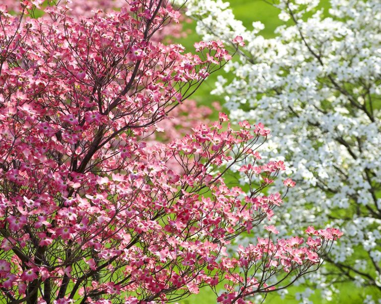 9 Four-Season Trees That Will Steal The Show All Year Long | TakeSeeds.com