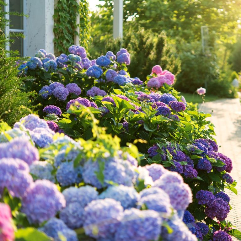Best Hydrangea By Zone – Find The Right One For Your Climate | TakeSeeds.com