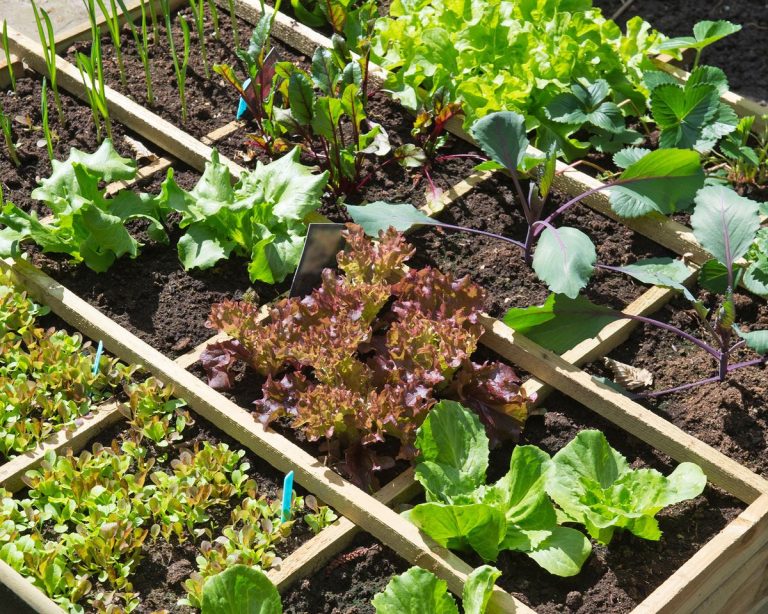 Grow A Square-Foot Vegetable Garden With This Year-Long Plan | TakeSeeds.com