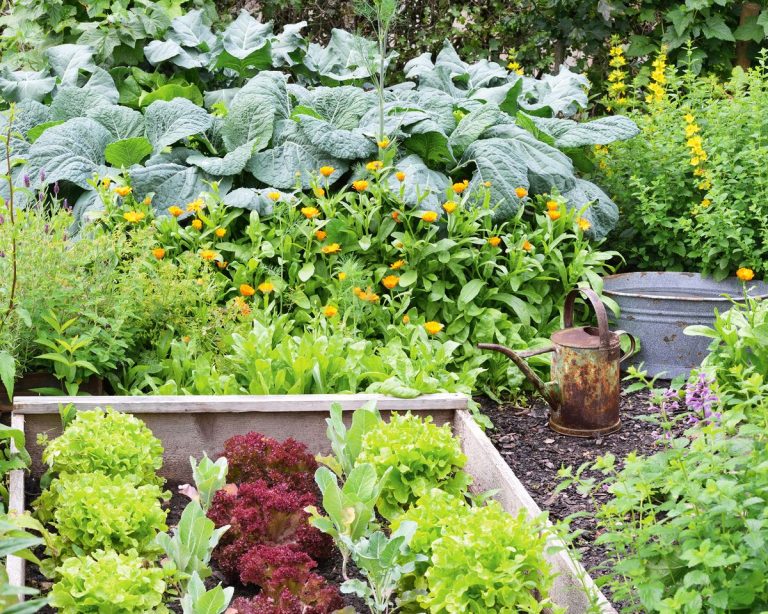 Vegetable Companion Planting Mistakes – 9 Disastrous Combos | TakeSeeds.com
