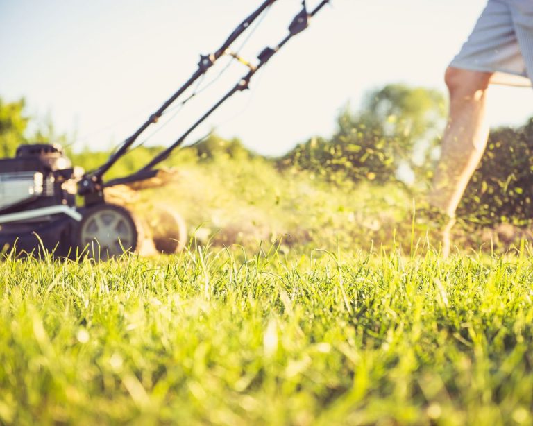 When Should I Start Mowing The Lawn? Experts Give The Answer | TakeSeeds.com